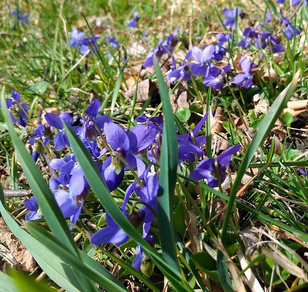 fialka voňavá Viola odorata L.