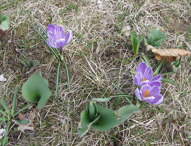 šafran siaty Crocus sativus