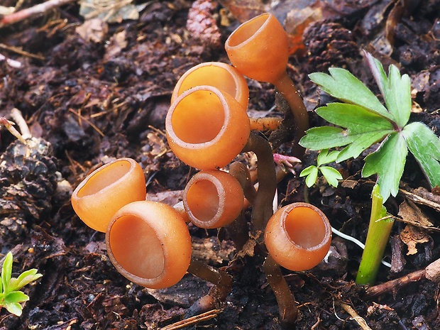 hľuznatka veternicová Dumontinia tuberosa (Bull.) L.M. Kohn