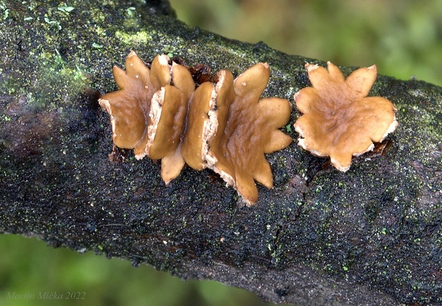 dutinovka otrubnatá Encoelia furfuracea (Roth) P. Karst.