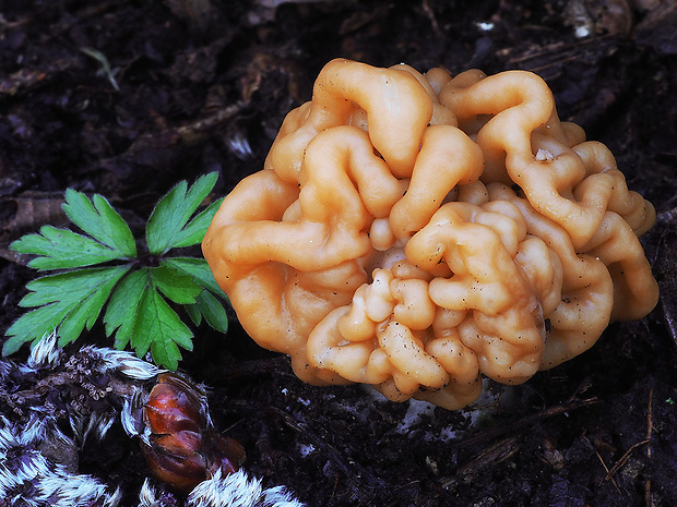 ušiak obrovský Gyromitra gigas (Krombh.) Cooke