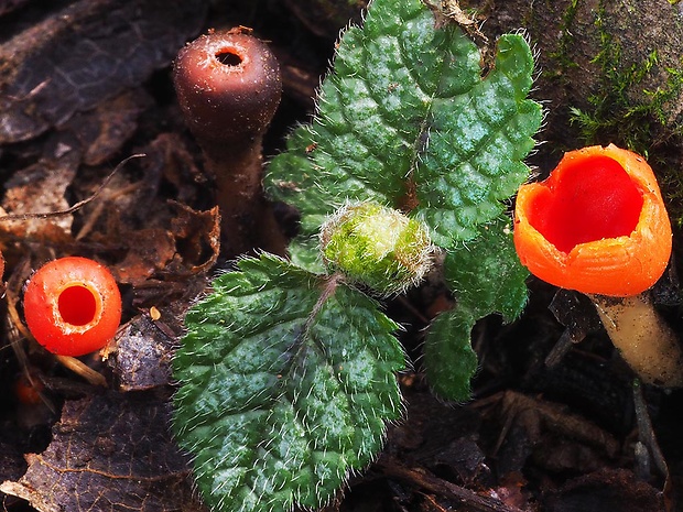 ohnivček zimný Microstoma protractum (Fr.) Kanouse