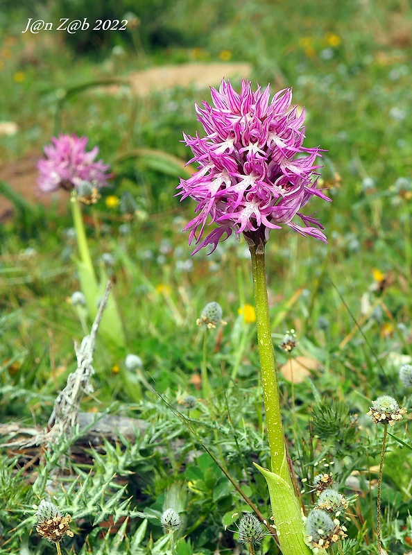 vstavač Orchis italica Poir.