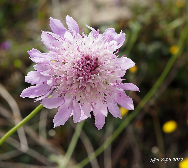 hlaváč tmavofialový Sixalix atropurpurea (L.) Greuter &amp; Burdet