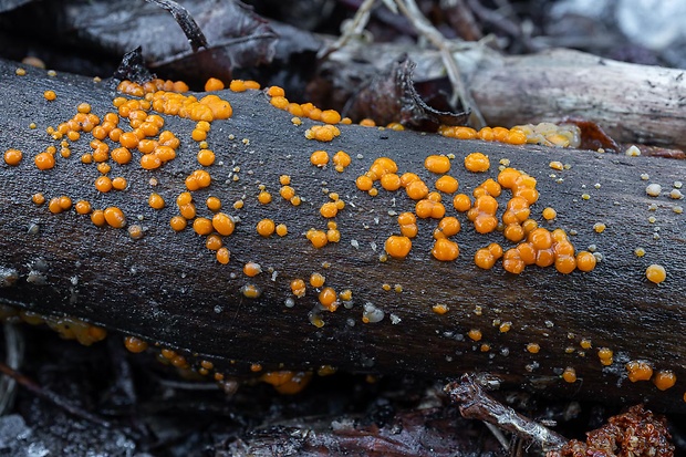 slzovec Dacrymyces sp.