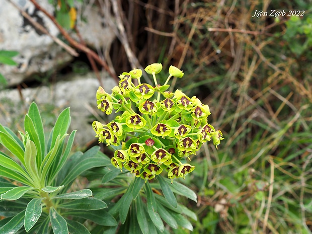 mliečnik Euphorbia characias L.