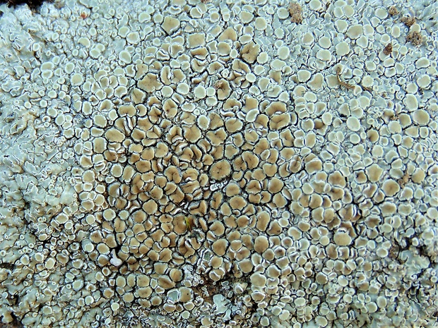 lekanora Lecanora sp.