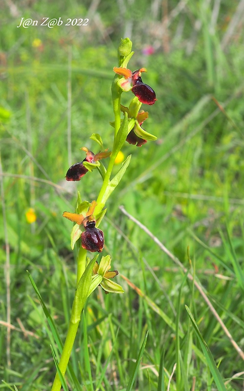 hmyzovník Ophrys sphegodes subsp. passionis (Sennen) Sanz & Nuet