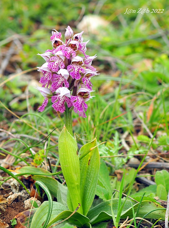 neotinea Orchis lactea Poiret