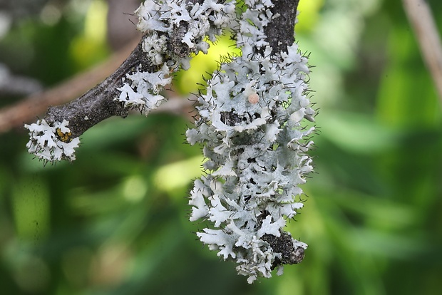 fyscia brvitá Physcia adscendens (Fr.) H. Olivier