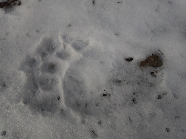 dnes skoro ráno turistický chodník na Minčol 1 km takto....