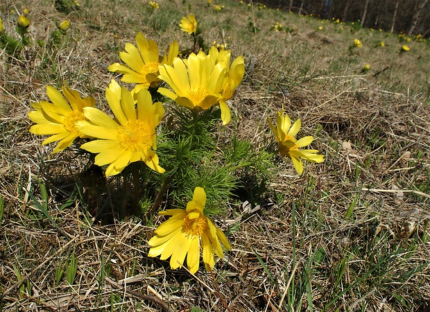 hlaváčik jarný Adonis vernalis L.