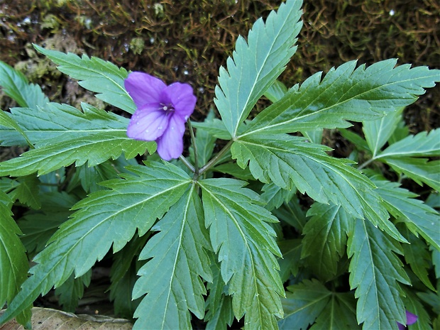 zubačka žliazkatá Dentaria glandulosa Waldst. et Kit. ex Willd.