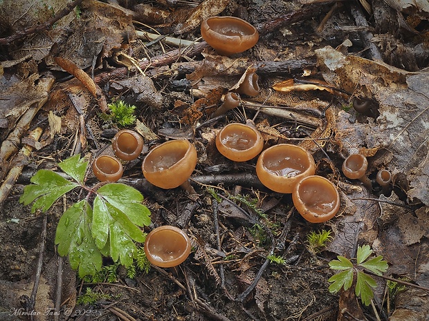 hľuznatka veternicová Dumontinia tuberosa (Bull.) L.M. Kohn