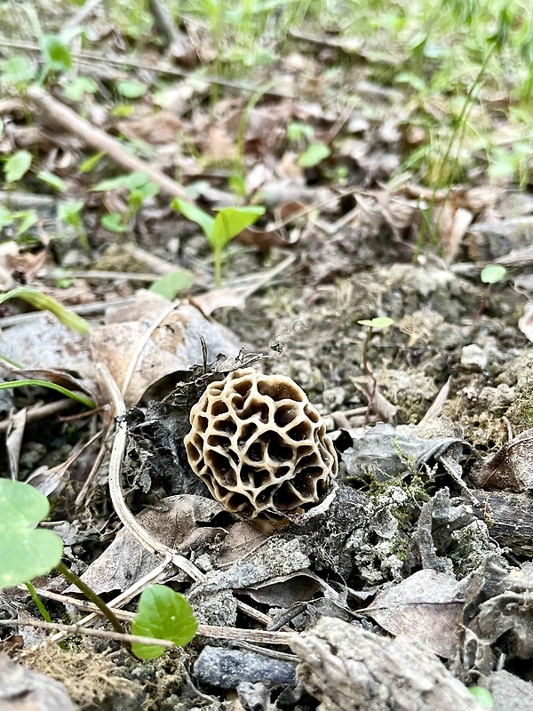 smrčok jedlý Morchella esculenta (L.) Pers.