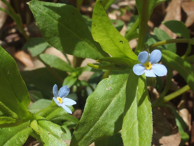 pupkovec nezábudkovitý Omphalodes scorpioides (Haenke) Schrank