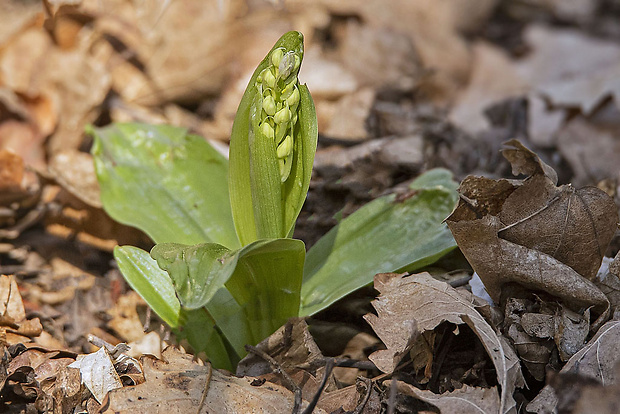 vstavač bledý Orchis pallens L.