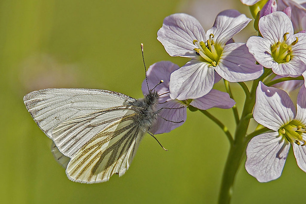 mlynárik  repkový Pieris napi