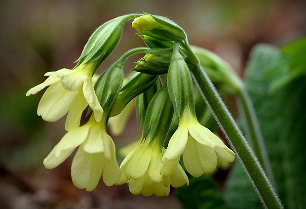 prvosienka vyššia Primula elatior (L.) L.