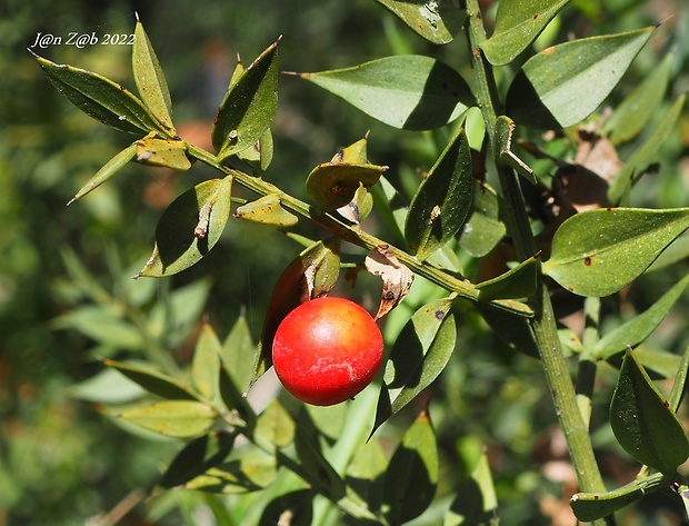 listnatec tŕnitý Ruscus aculeatus L.