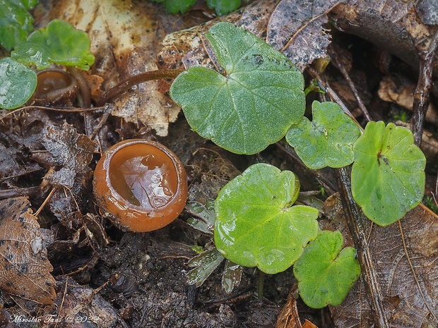 hľuznatka  Sclerotinia ficariae Rehm