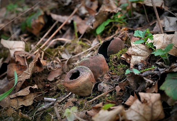 urnička kráterovitá Urnula craterium (Schwein.) Fr.