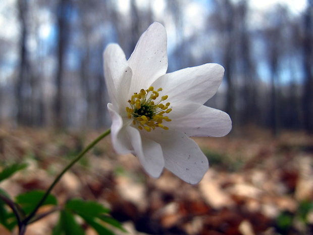 veternica hájna Anemone nemorosa L.