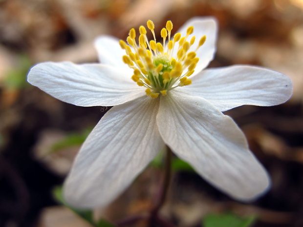 veternica hájna Anemone nemorosa L.