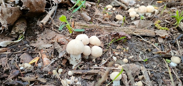 čírovnica májová Calocybe gambosa (Fr.) Donk