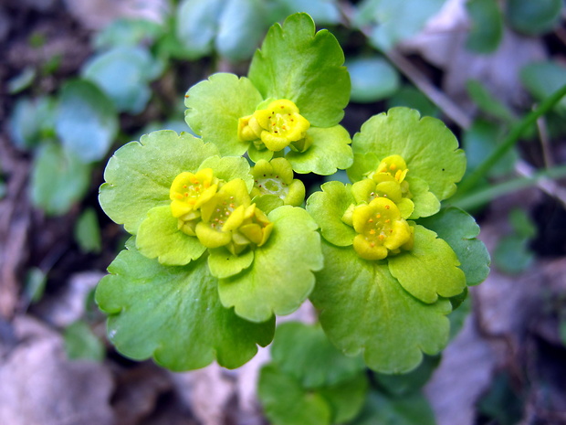 slezinovka striedavolistá Chrysosplenium alternifolium L.