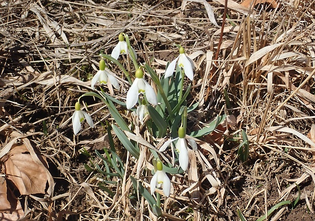 snežienka jarná Galanthus nivalis L.