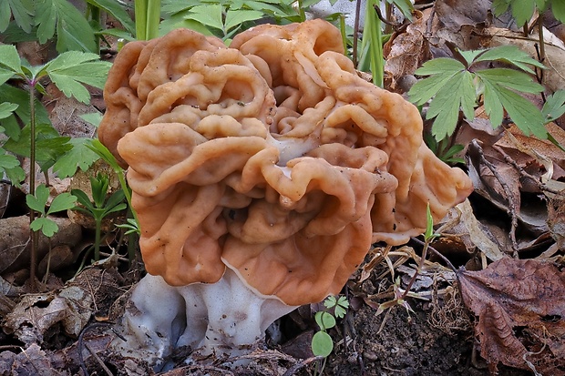 ušiak obrovský Gyromitra gigas (Krombh.) Cooke