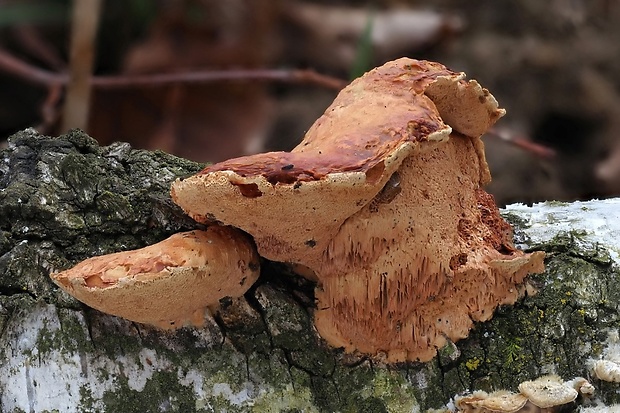 hlinovec červenkastý Hapalopilus rutilans (Pers.) Murrill