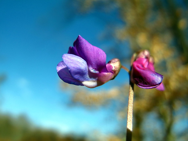 hrachor jarný Lathyrus vernus (L.) Bernh.