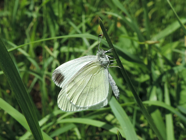 mlynárik hrachorový / bělásek hrachorový Leptidea sinapis Linnaeus, 1758