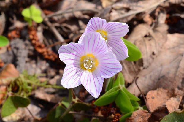 kyslička obyčajná Oxalis acetosella L.