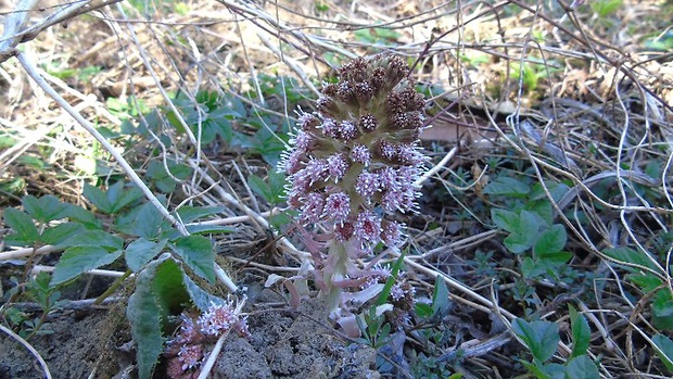 deväťsil lekársky Petasites hybridus (L.) P. Gaertn., B. Mey. et Scherb.