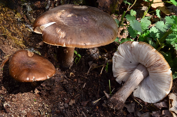 štítovka jelenia Pluteus cervinus (Schaeff.) P. Kumm.