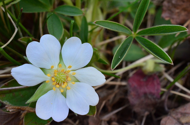 nátržník biely Potentilla alba L.