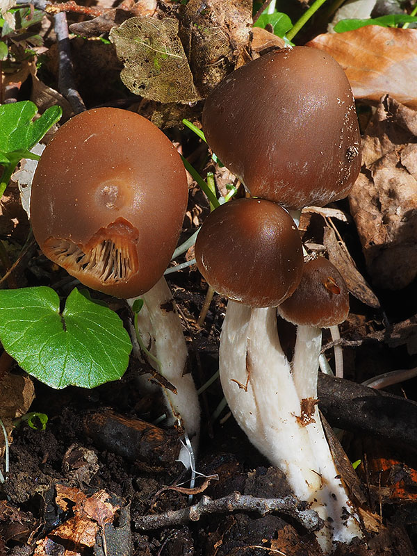 drobuľka Psathyrella sp.