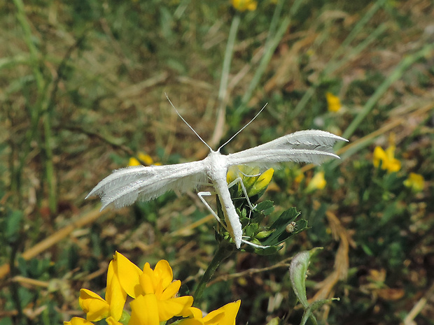 pierkavec povojový / pernatuška trnková Pterophorus pentadactyla Linnaeus, 1758