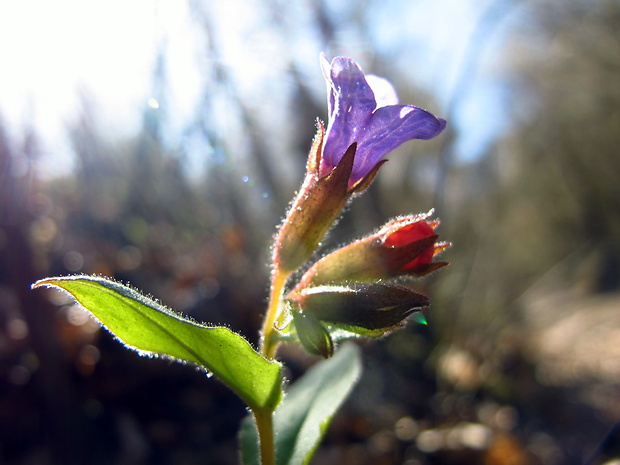 pľúcnik tmavý Pulmonaria obscura Dumort.