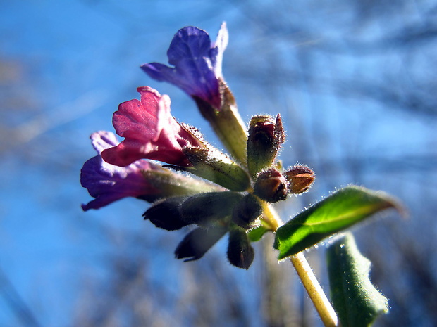 pľúcnik tmavý Pulmonaria obscura Dumort.