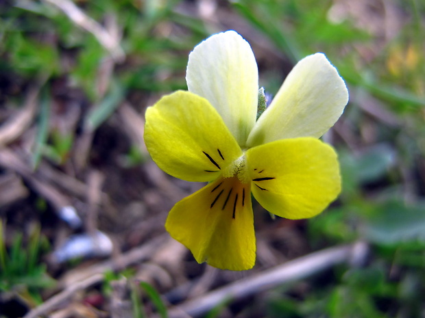 fialka trojfarebná Viola tricolor L. emend. F. W. Schmidt