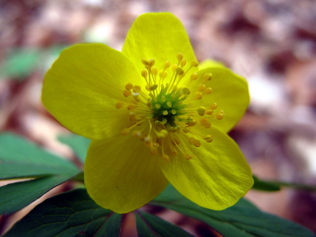 veternica iskerníkovitá Anemone ranunculoides L.