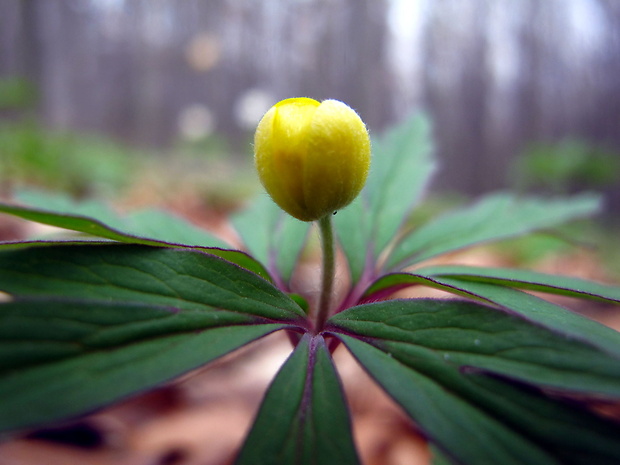 veternica iskerníkovitá Anemone ranunculoides L.