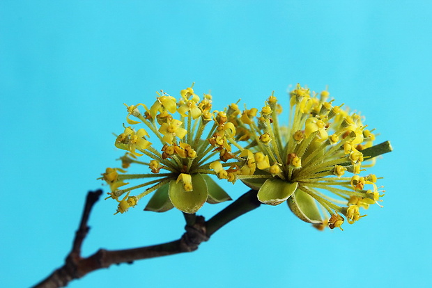 drieň obyčajný Cornus mas L.