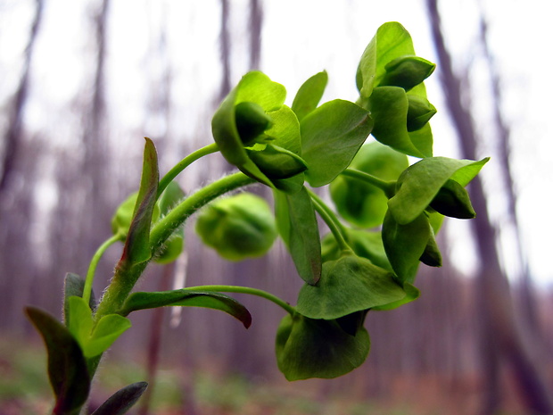 mliecnik Euphorbia amygdaloides