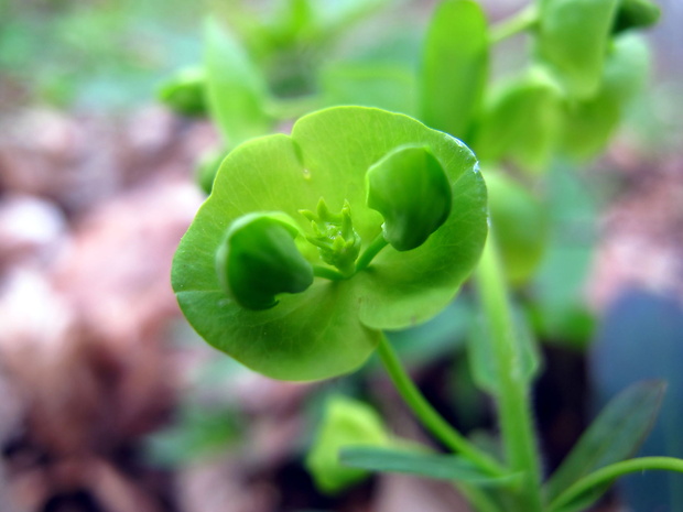 mliecnik Euphorbia amygdaloides