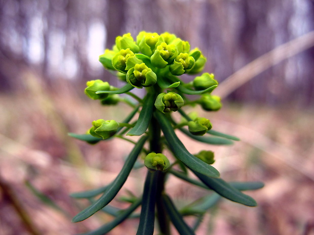 mliečnik chvojkový Euphorbia cyparissias